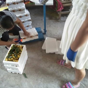 大荔冬枣有5斤20斤泡沫箱装的