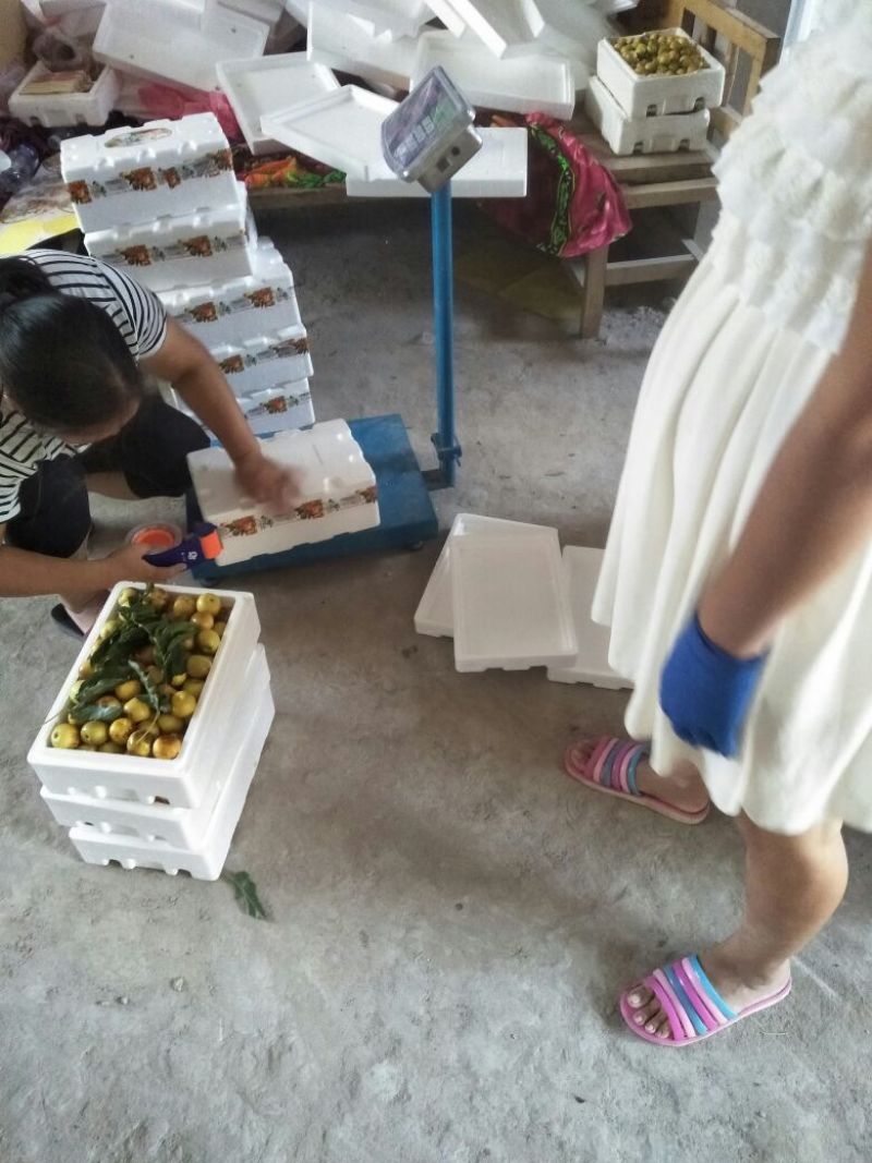 大荔冬枣有5斤20斤泡沫箱装的