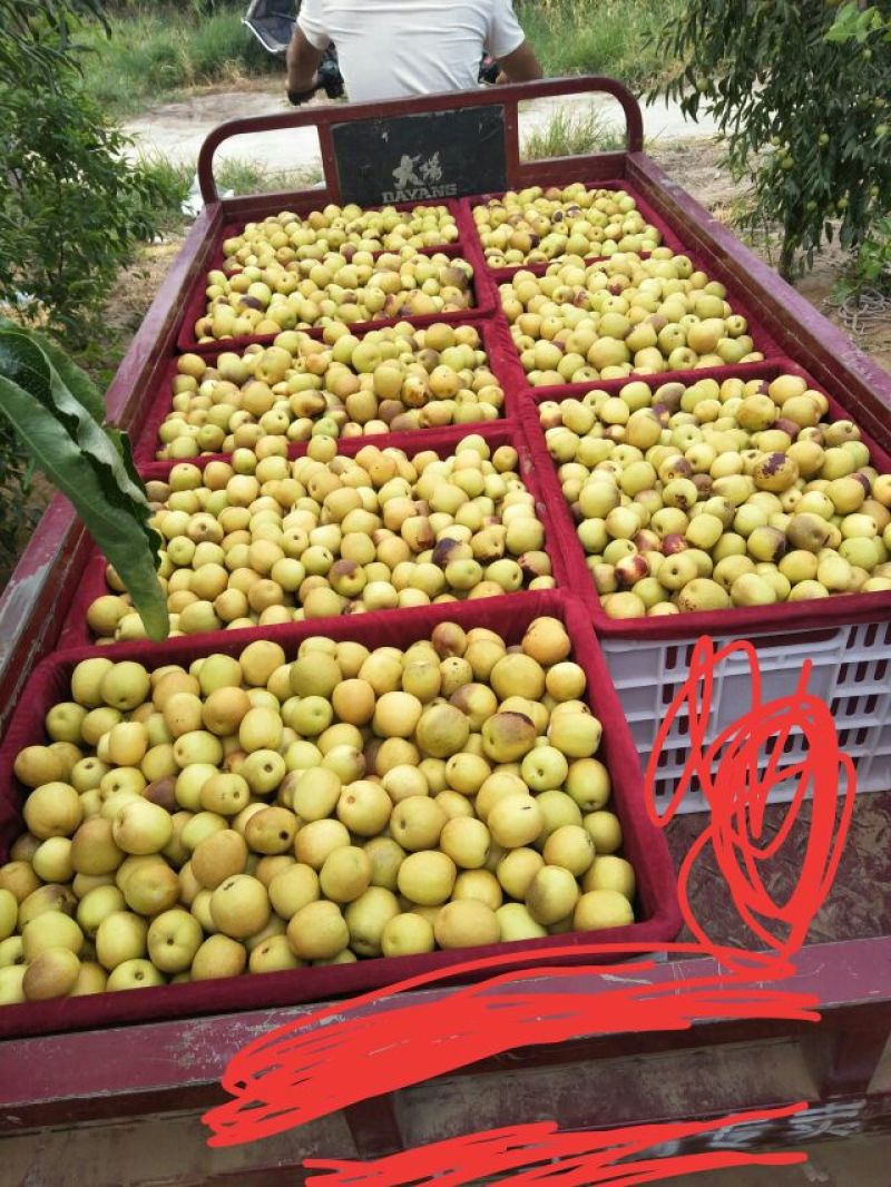 大荔冬枣有5斤20斤泡沫箱装的