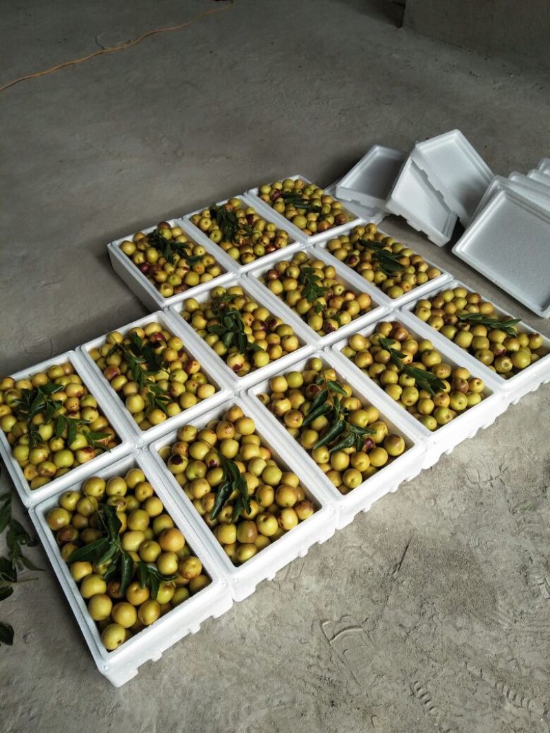 大荔冬枣有5斤20斤泡沫箱装的