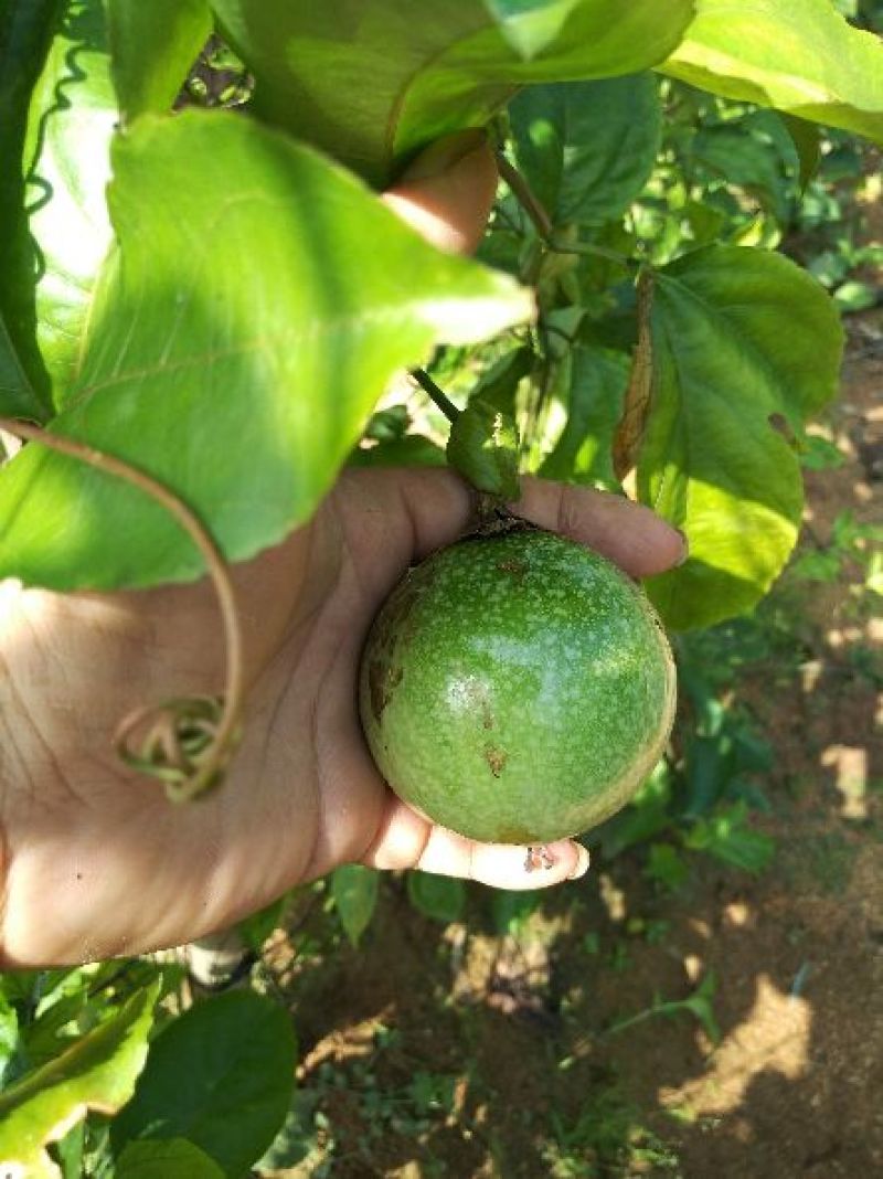 黄金百香果苗10cm以下
