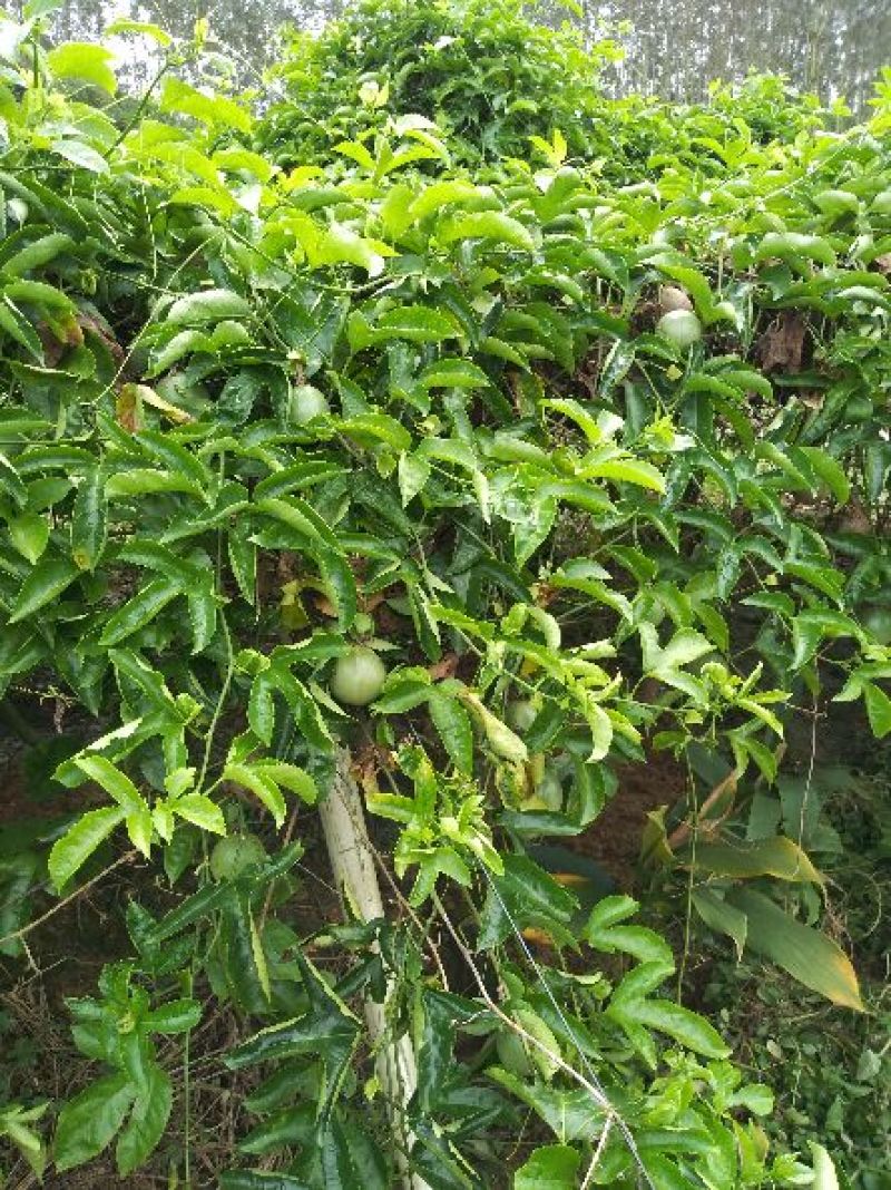 黄金百香果苗10cm以下