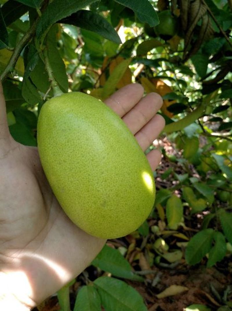 柠檬苗30~50cm