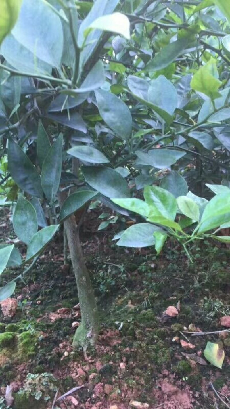 红橘苗柑桔苗规格齐全二公分起品质保证基地批发