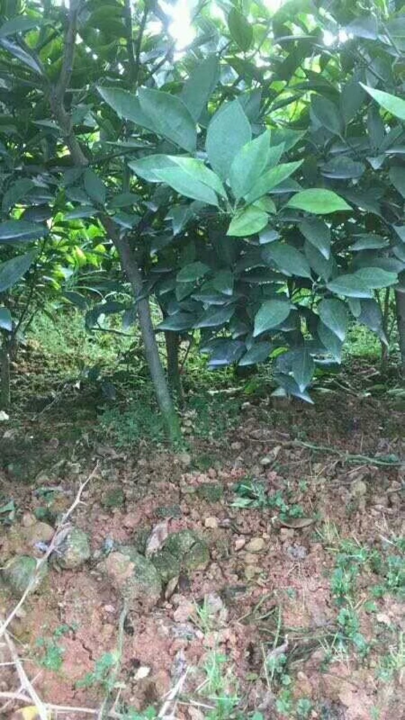 红橘苗柑桔苗规格齐全二公分起品质保证基地批发