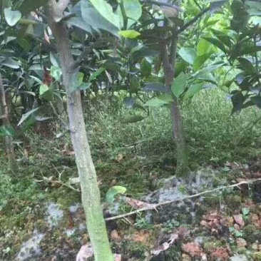 红橘苗柑桔苗规格齐全二公分起品质保证基地批发