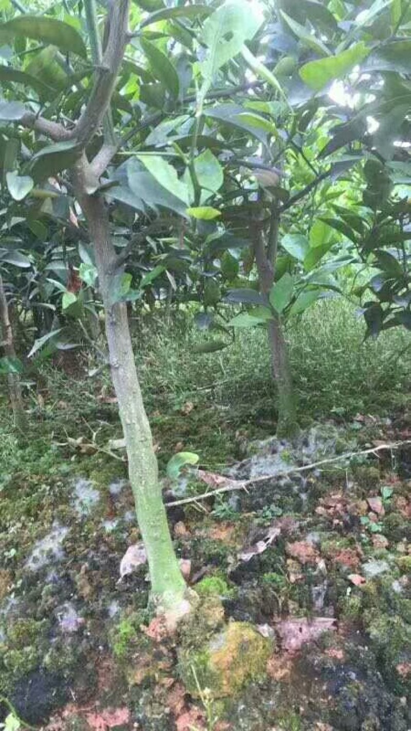红橘苗柑桔苗规格齐全二公分起品质保证基地批发