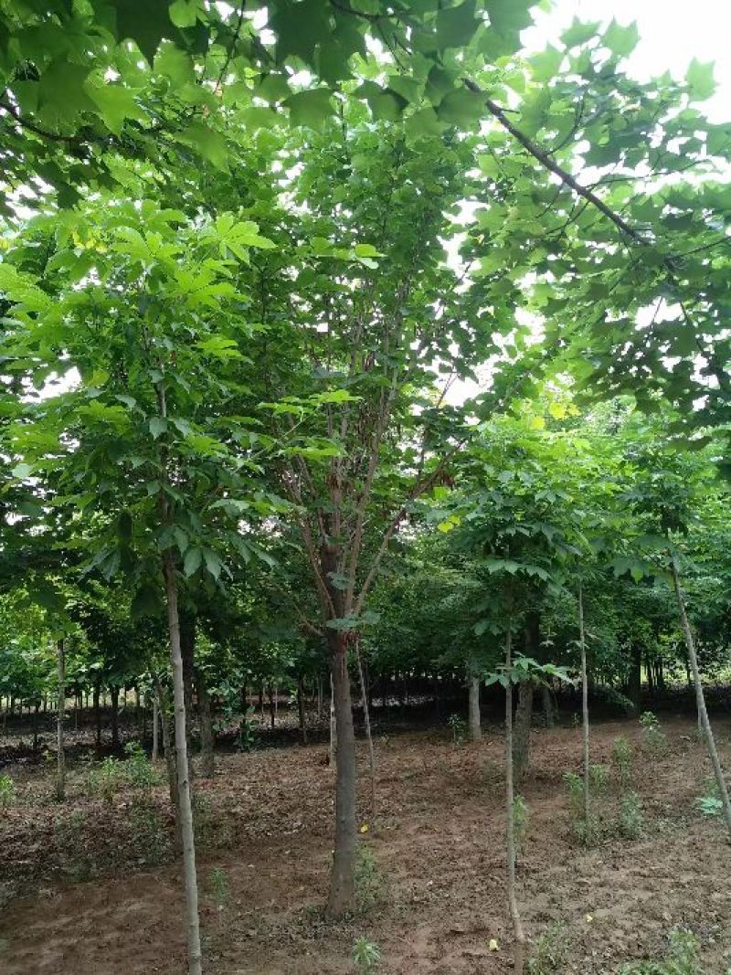 巨紫荆