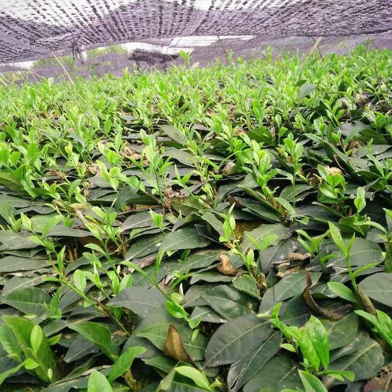 基地直销，福选9号.福鼎大白.安吉白茶.中茶108