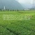 基地直销，福选9号.福鼎大白.安吉白茶.中茶108
