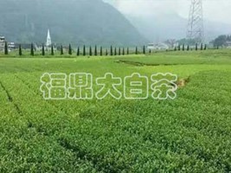 基地直销，福选9号.福鼎大白.安吉白茶.中茶108