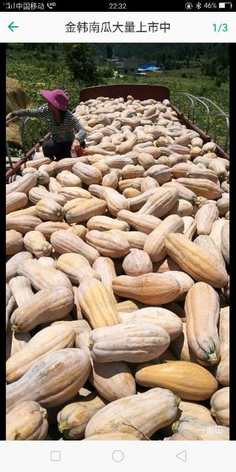 优质比密甜南瓜大量上市。