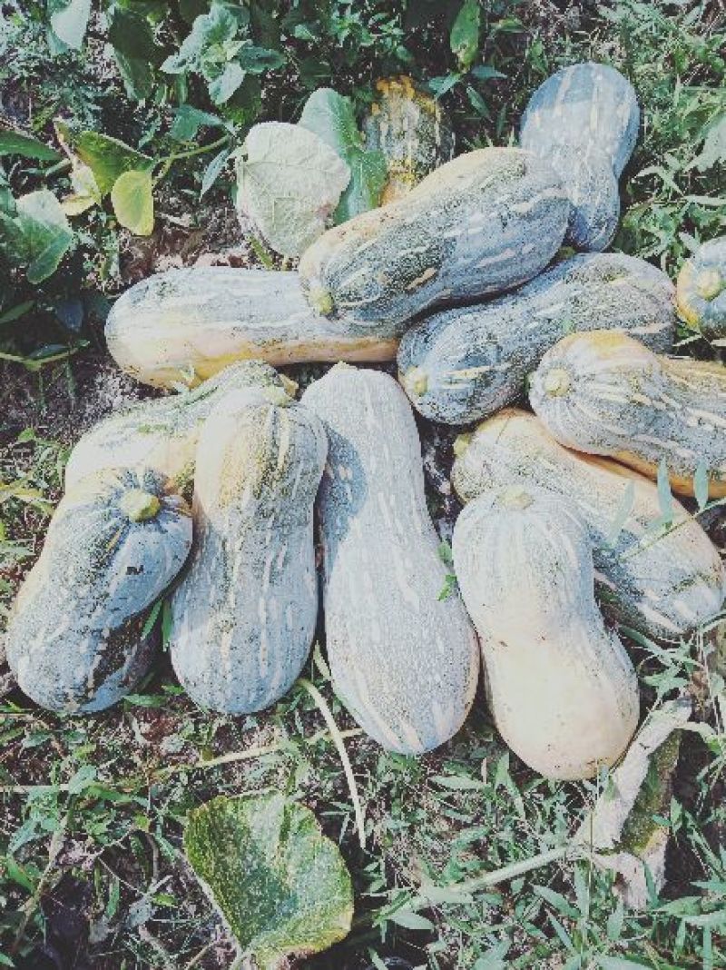 优质比密甜南瓜大量上市。