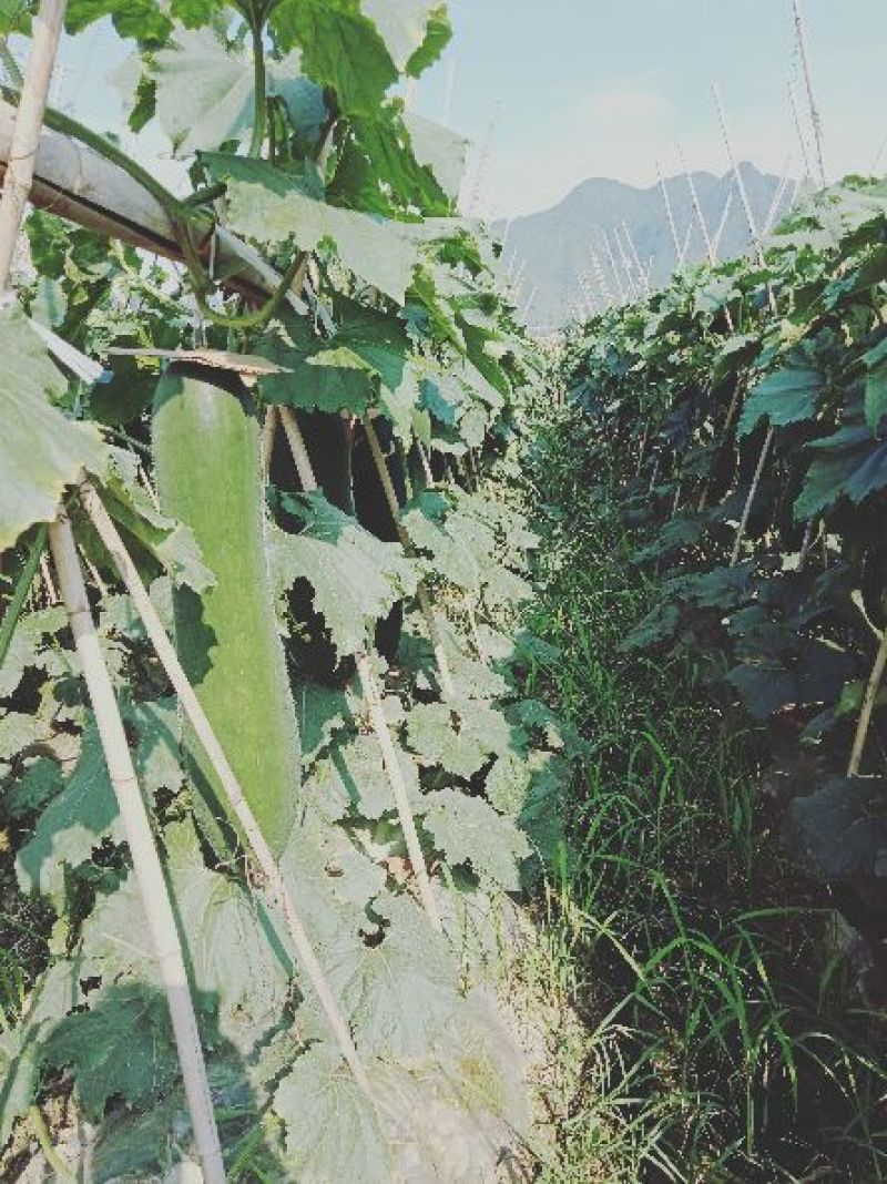 优质比密甜南瓜大量上市。