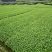 四川茶苗批发品种齐全，基地直供，成活率高可视频看货