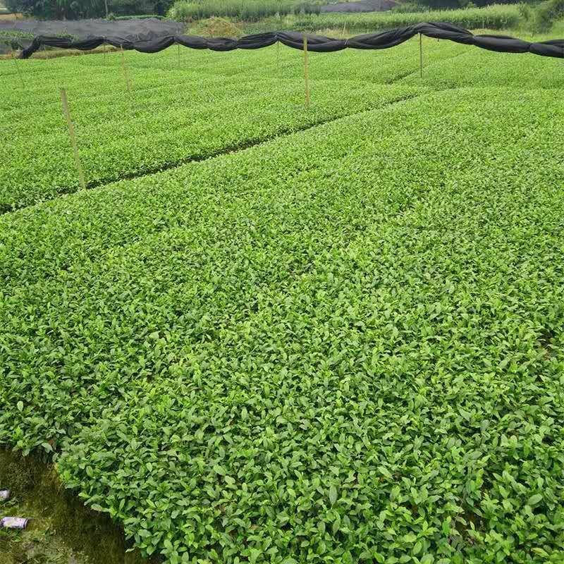 四川茶苗批发品种齐全，基地直供，成活率高可视频看货