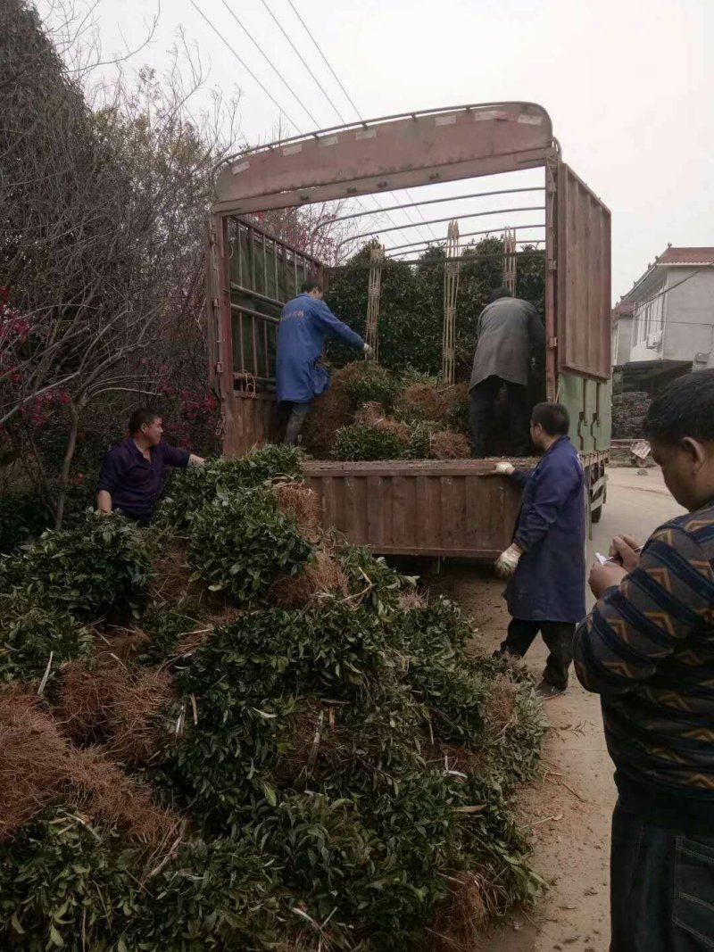 四川茶苗批发品种齐全，基地直供，成活率高可视频看货