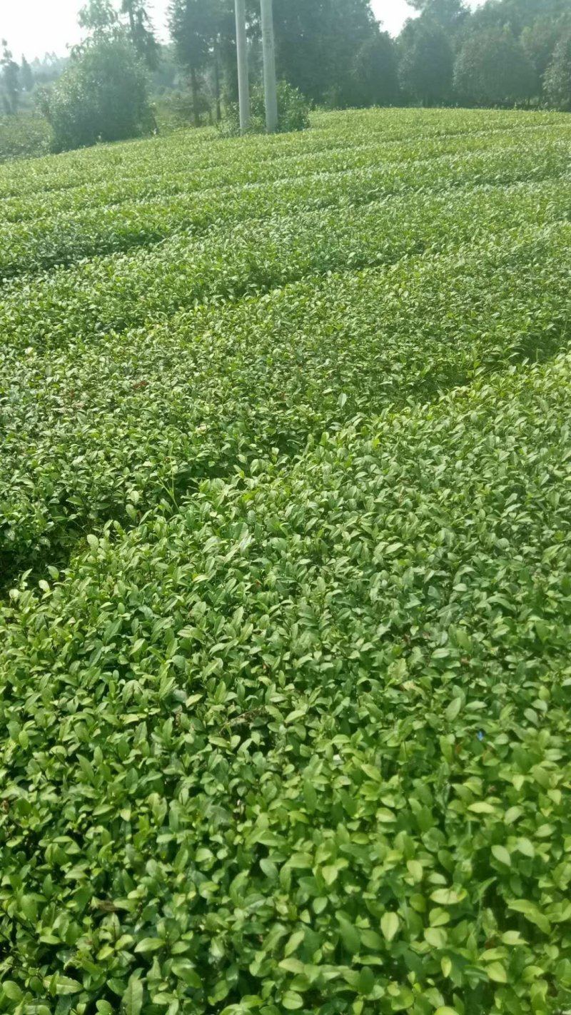 四川茶苗批发品种齐全，基地直供，成活率高可视频看货