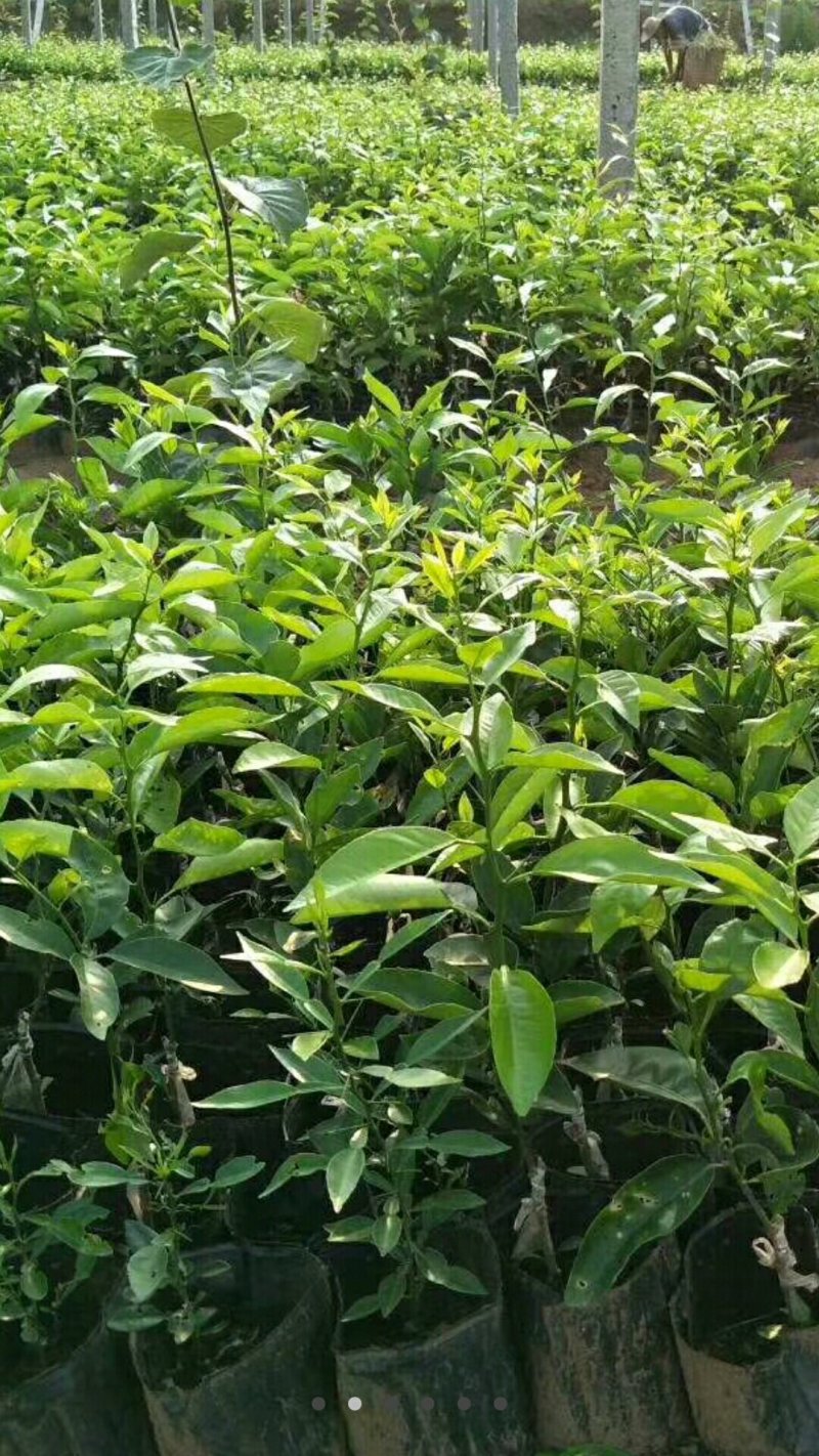 沃柑苗杯苗品质保证签合同基地批发假一赔十红橘头沃柑苗