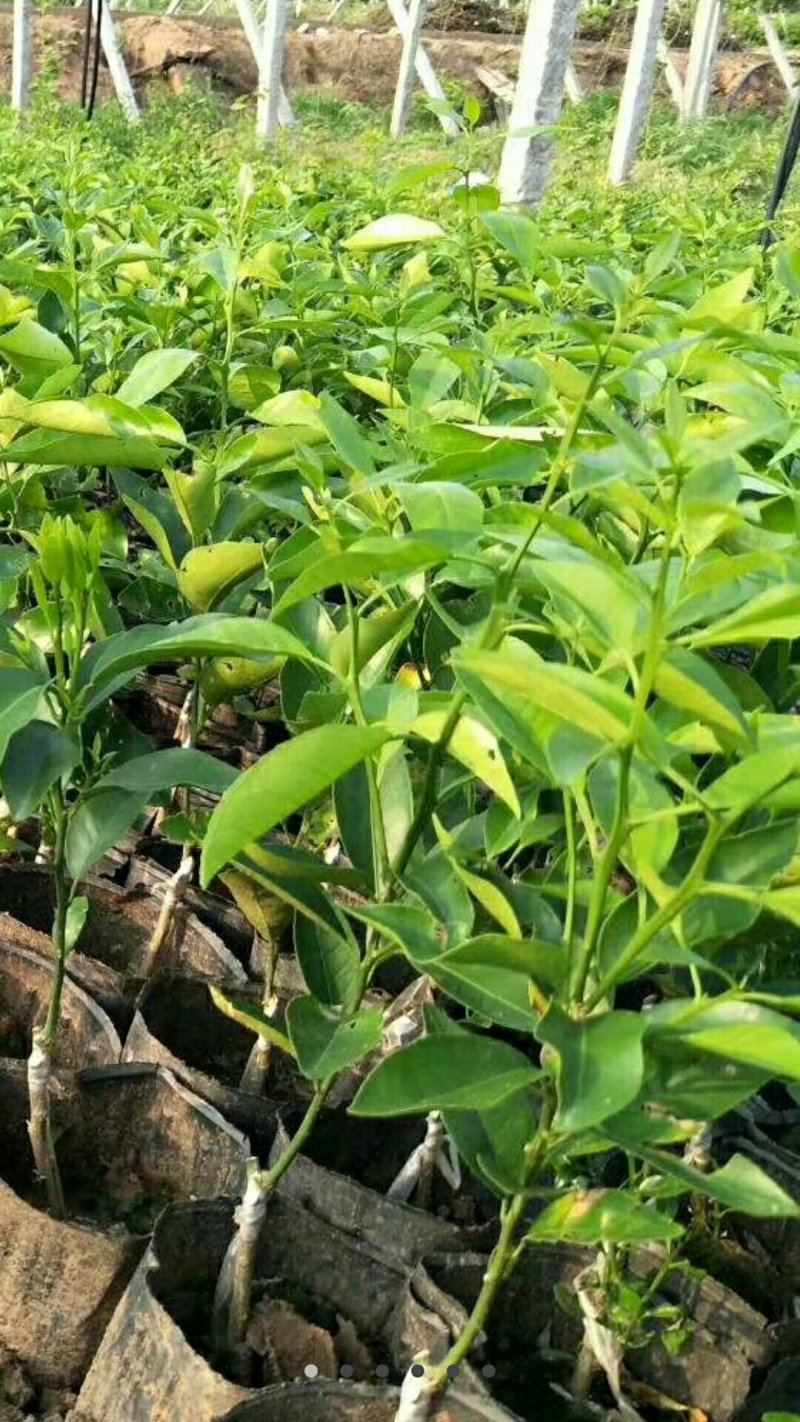 沃柑苗杯苗品质保证签合同基地批发假一赔十红橘头沃柑苗