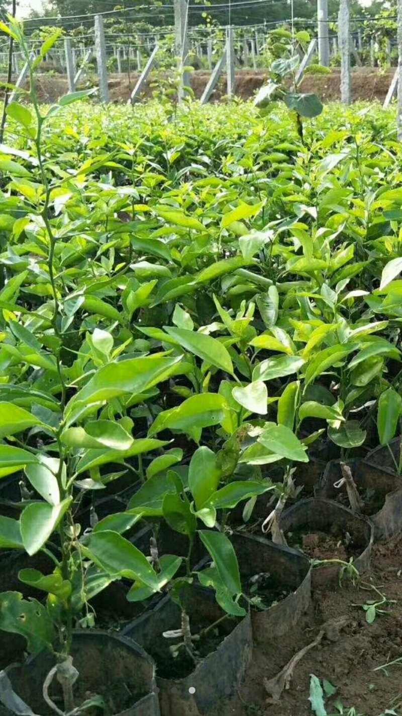 沃柑苗杯苗品质保证签合同基地批发假一赔十红橘头沃柑苗
