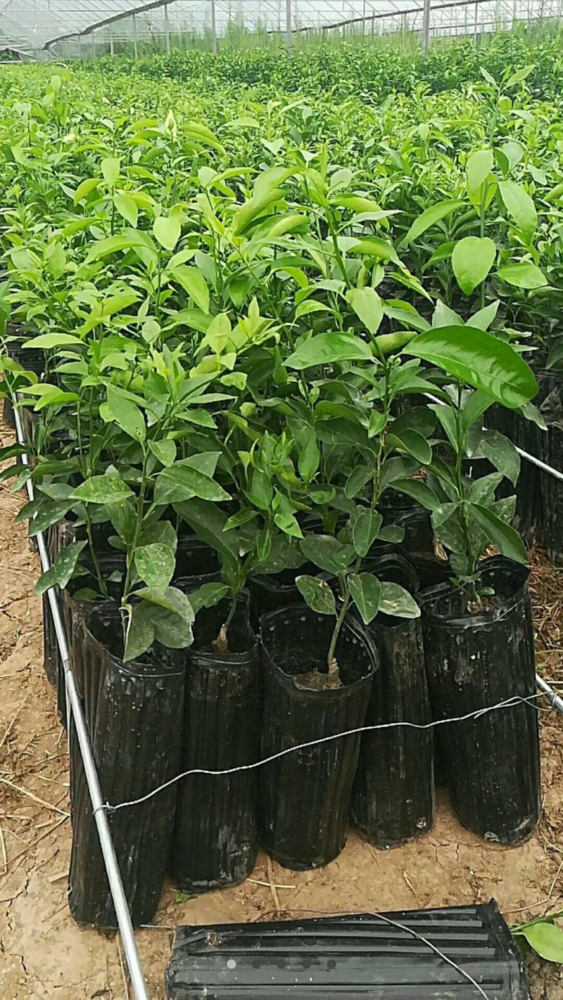 沃柑苗杯苗品质保证签合同基地批发假一赔十红橘头沃柑苗
