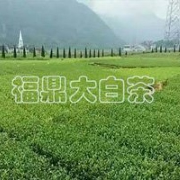 福鼎大白茶苗，农田直发，品种繁多纯正