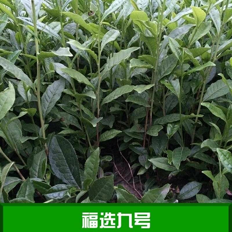 福鼎大白茶苗，农田直发，品种繁多纯正