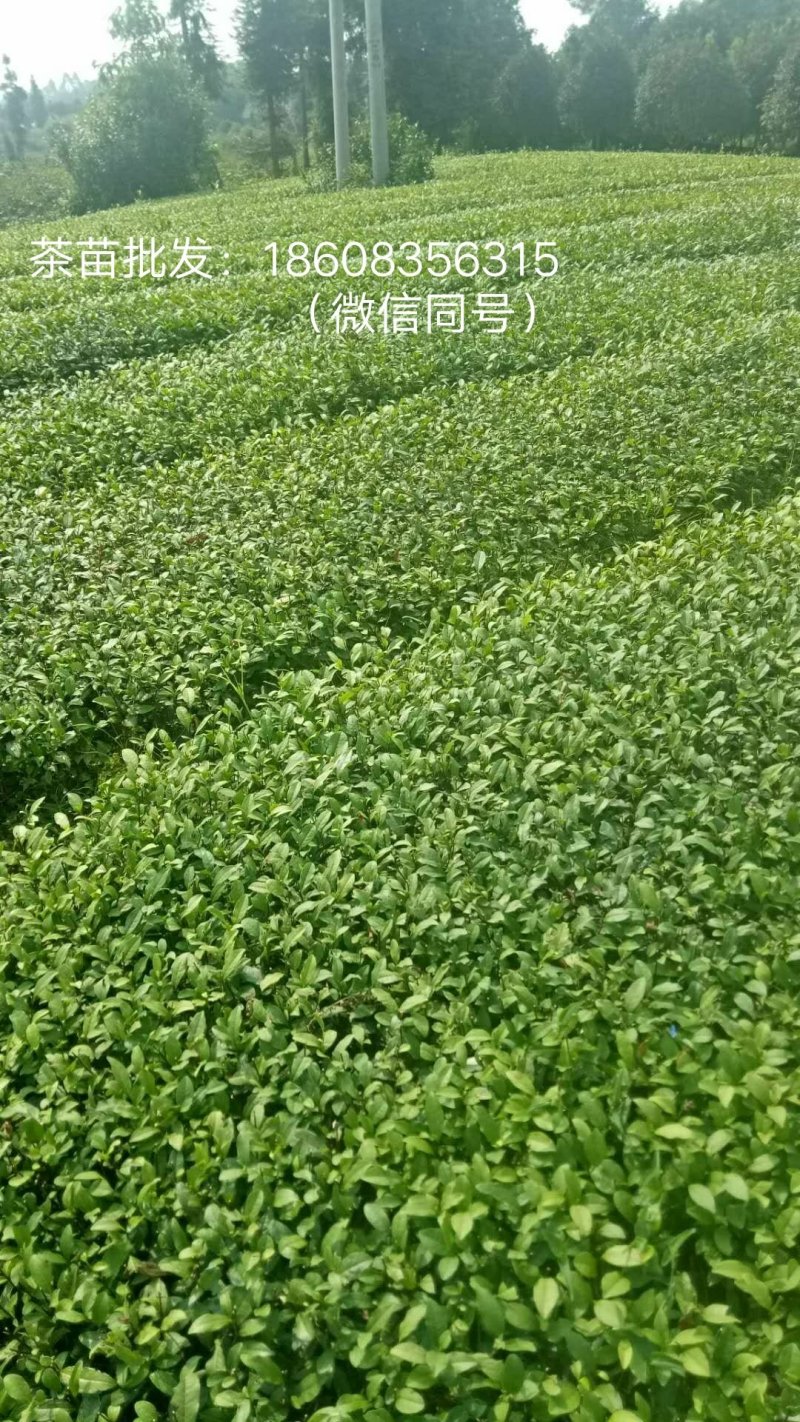 福鼎大白茶苗，农田直发，品种繁多纯正