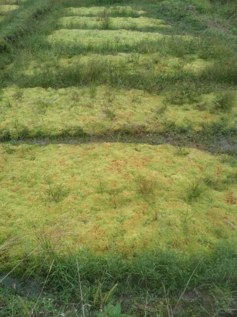 水苔鲜优质水苔鲜产地直供台苔鲜植物石苔藓