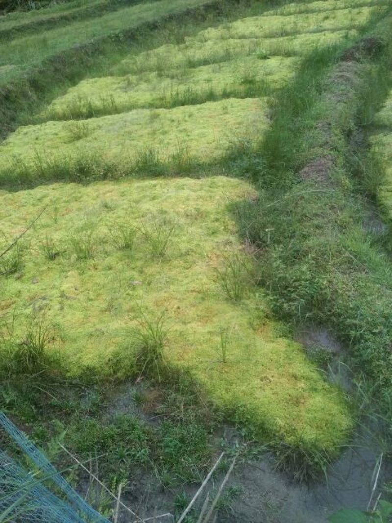 水苔鲜优质水苔鲜产地直供台苔鲜植物石苔藓