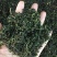 蒲公英茶