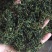 蒲公英茶