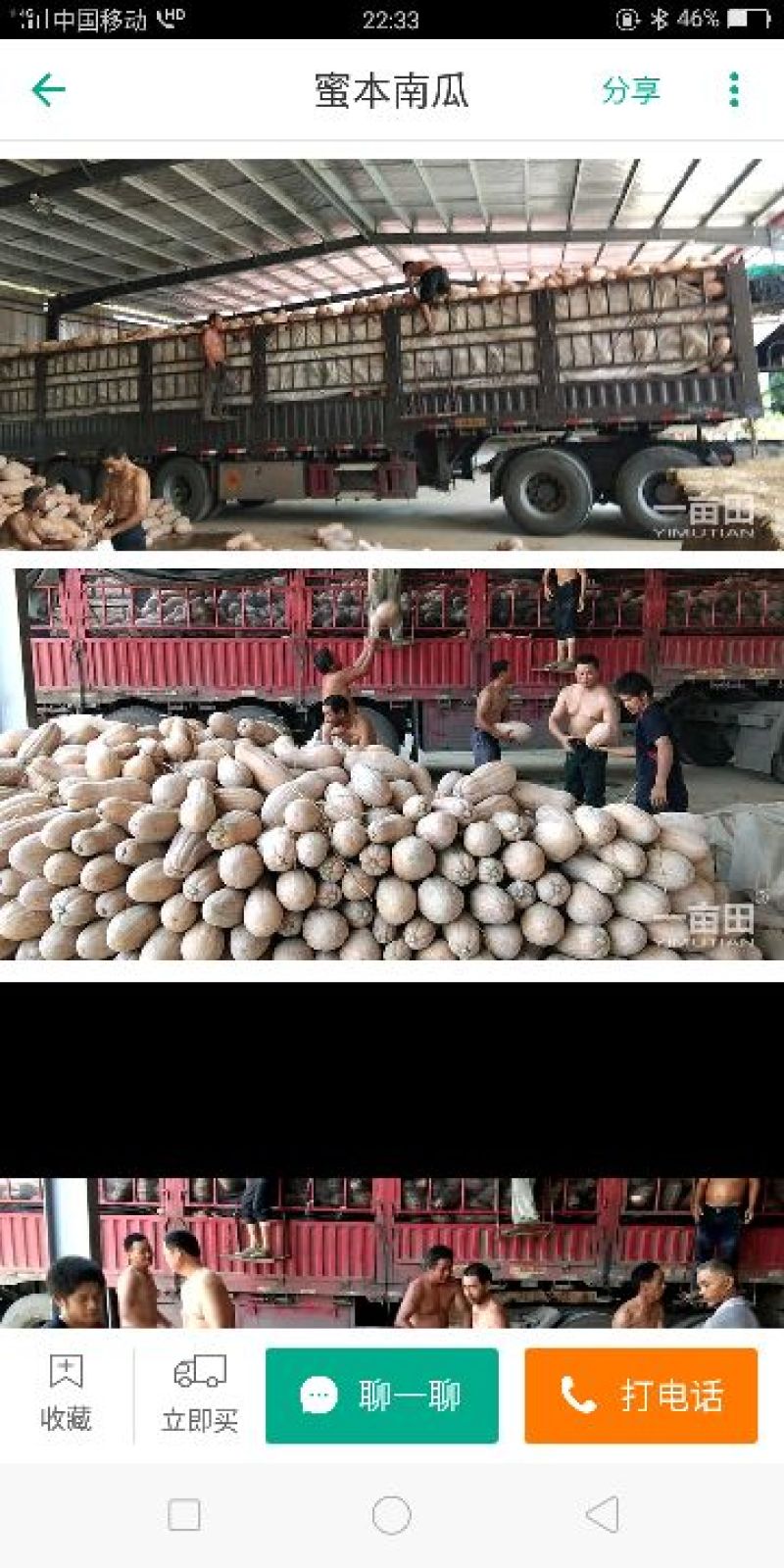 优质比蜜甜有机南瓜大量上市。