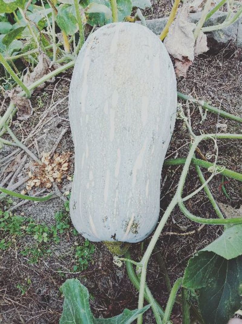 优质比蜜甜有机南瓜大量上市。