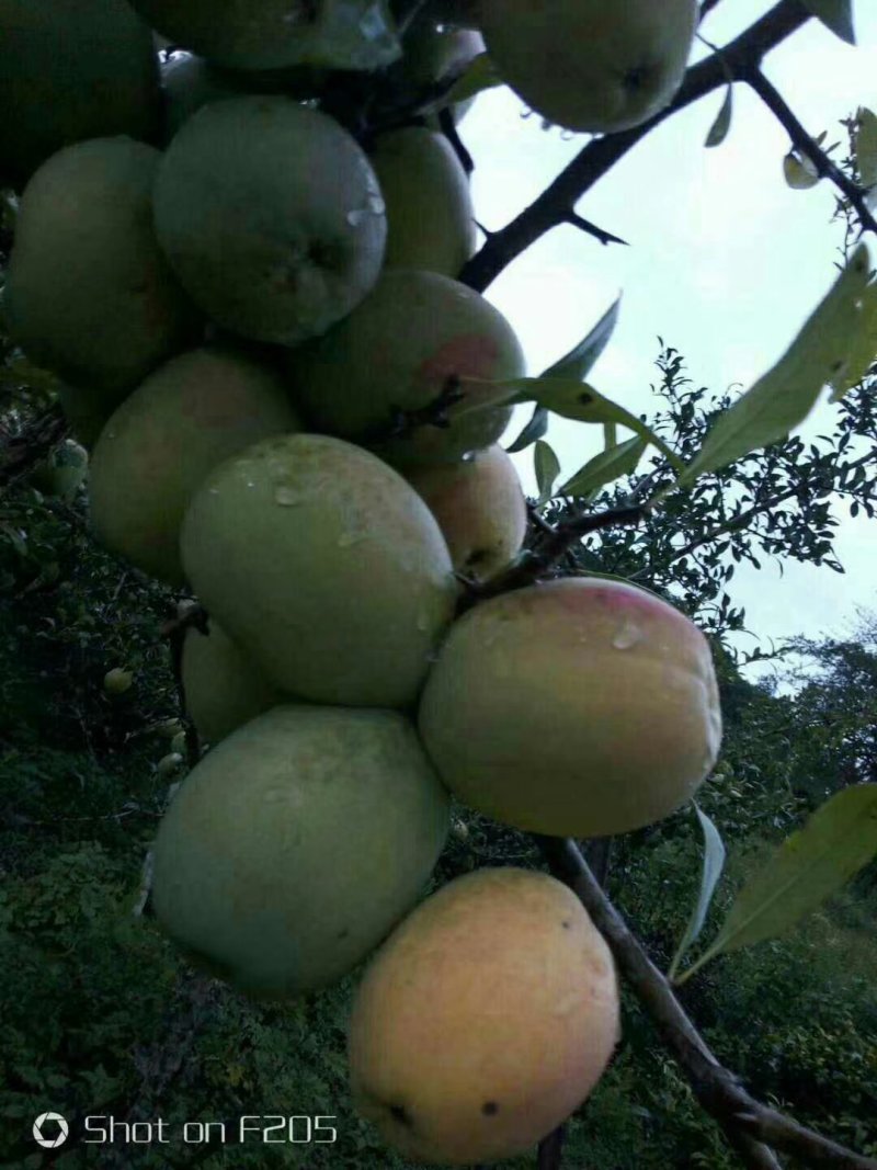 清香酸木瓜