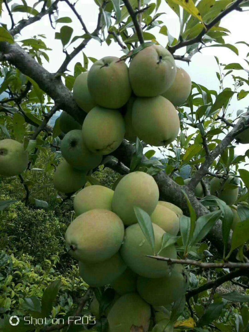清香酸木瓜