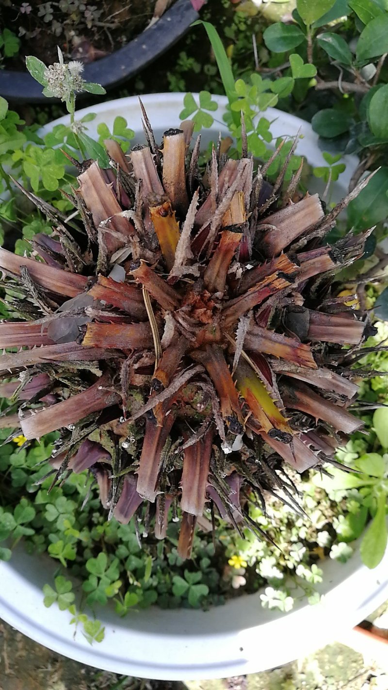 铁树批发处理