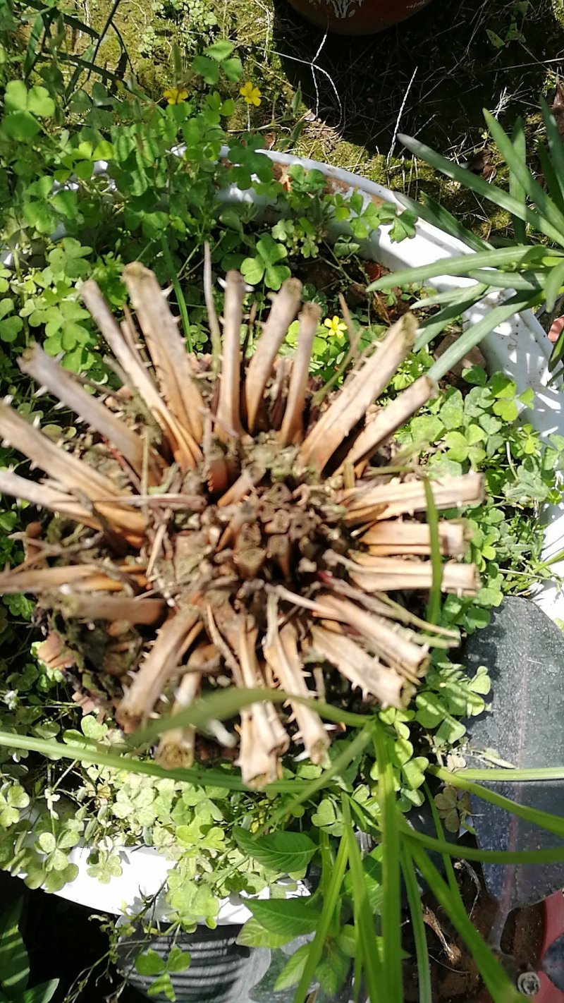 铁树批发处理