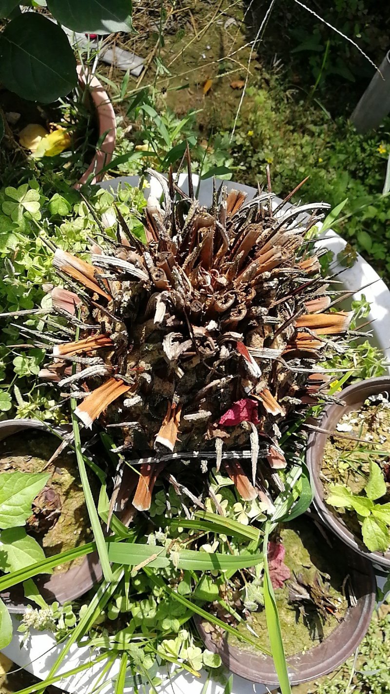 铁树批发处理