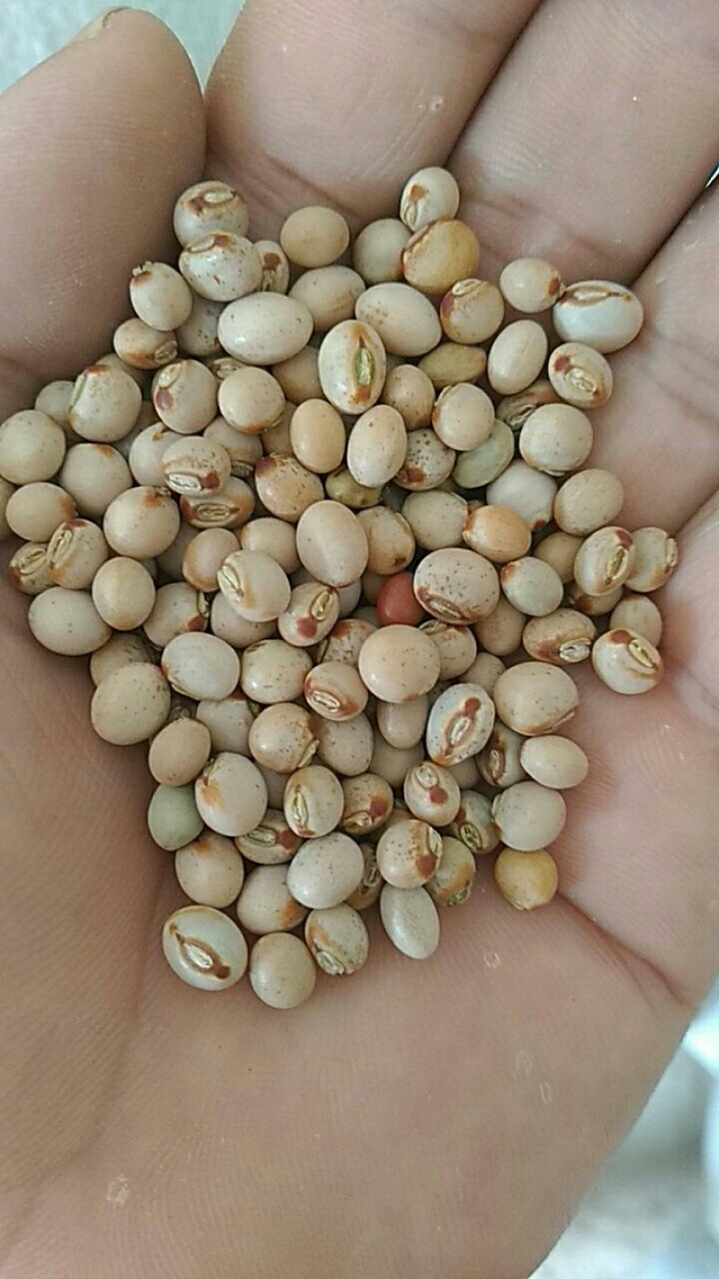 【特价】木豆，云南木豆，一手货源，货源充足，量大从优