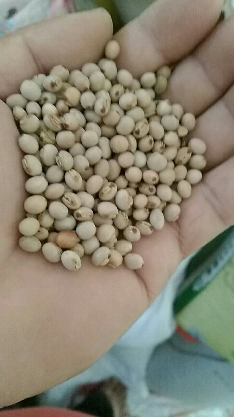 【特价】木豆，云南木豆，一手货源，货源充足，量大从优