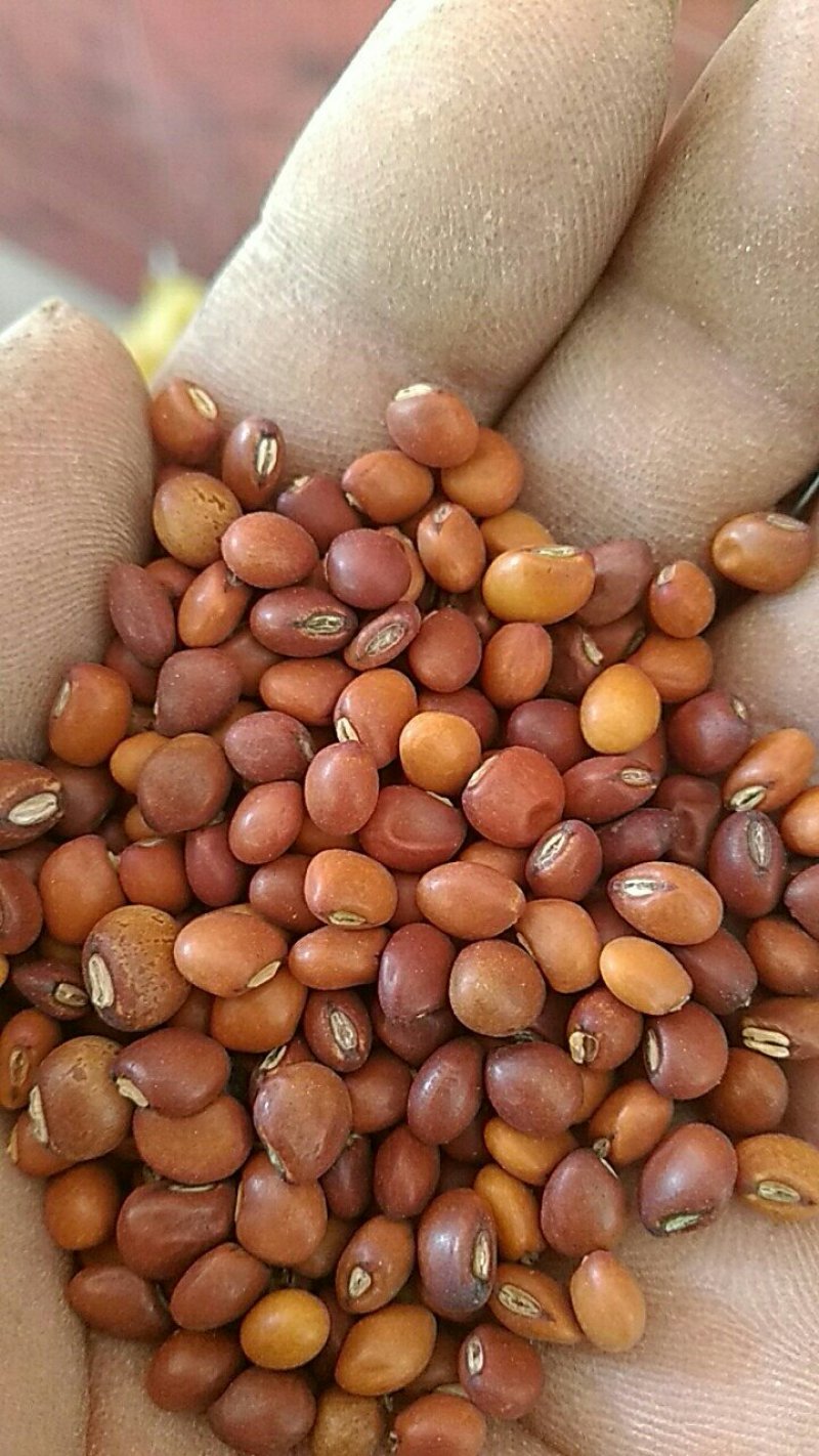 【特价】木豆，云南木豆，一手货源，货源充足，量大从优