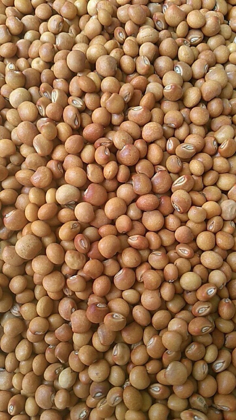 【特价】木豆，云南木豆，一手货源，货源充足，量大从优