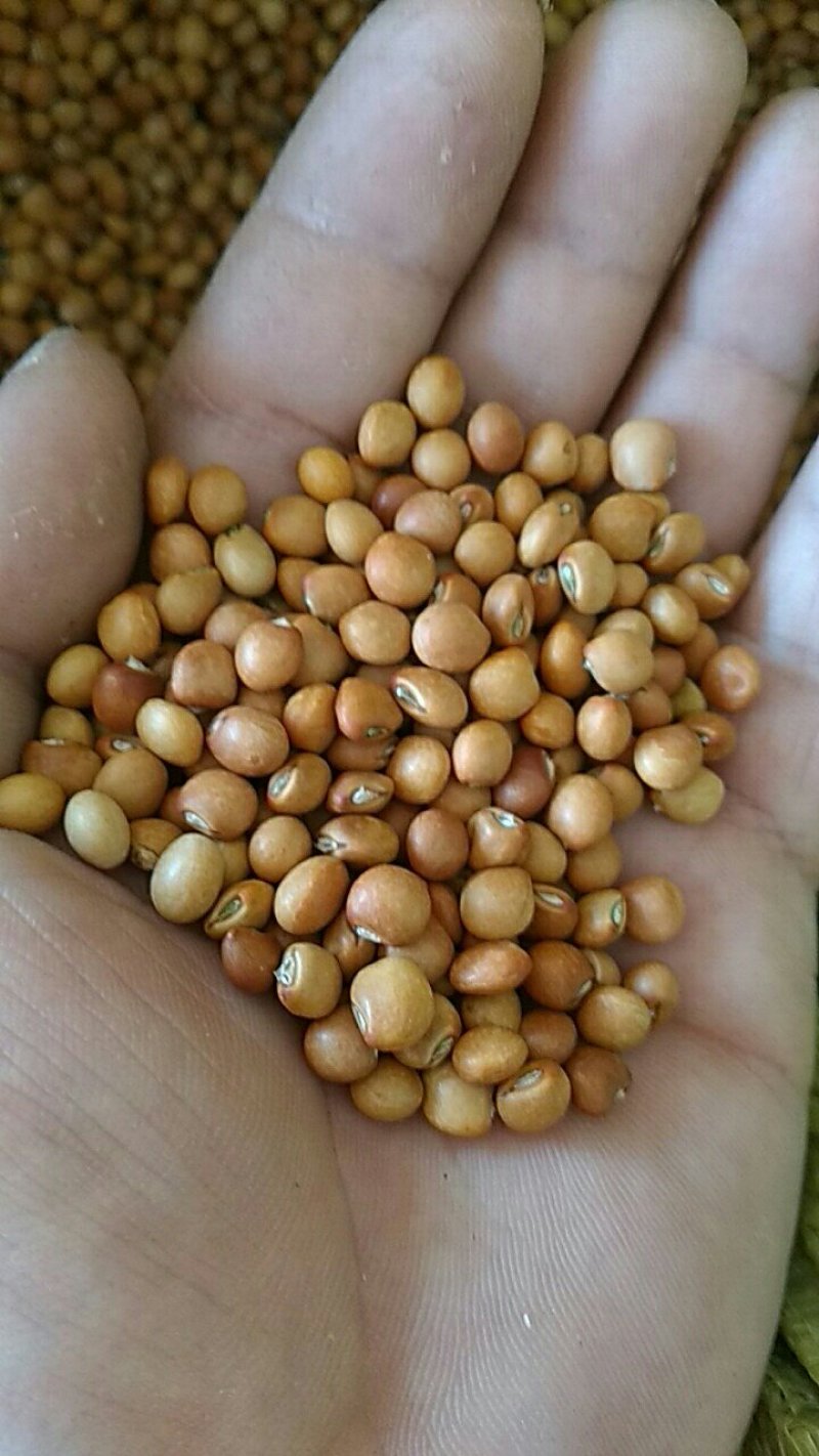 【特价】木豆，云南木豆，一手货源，货源充足，量大从优
