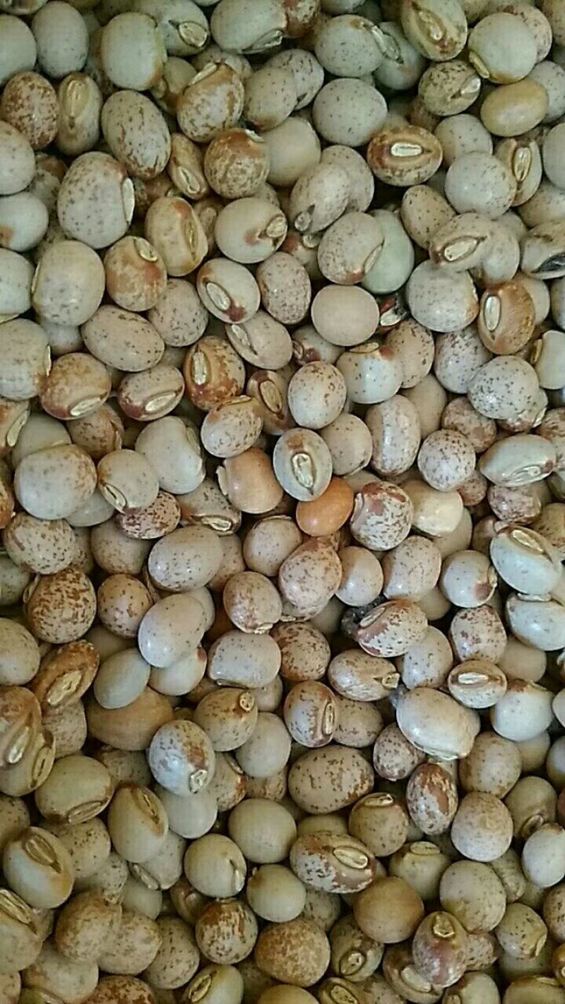 【特价】木豆，云南木豆，一手货源，货源充足，量大从优