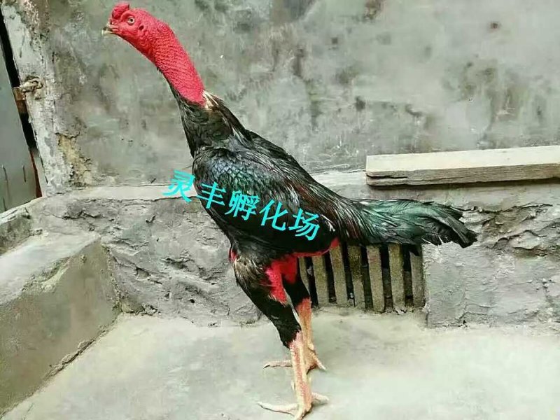 斗鸡苗，越南斗鸡苗出壳1日龄.诚信经营.承诺货真价实