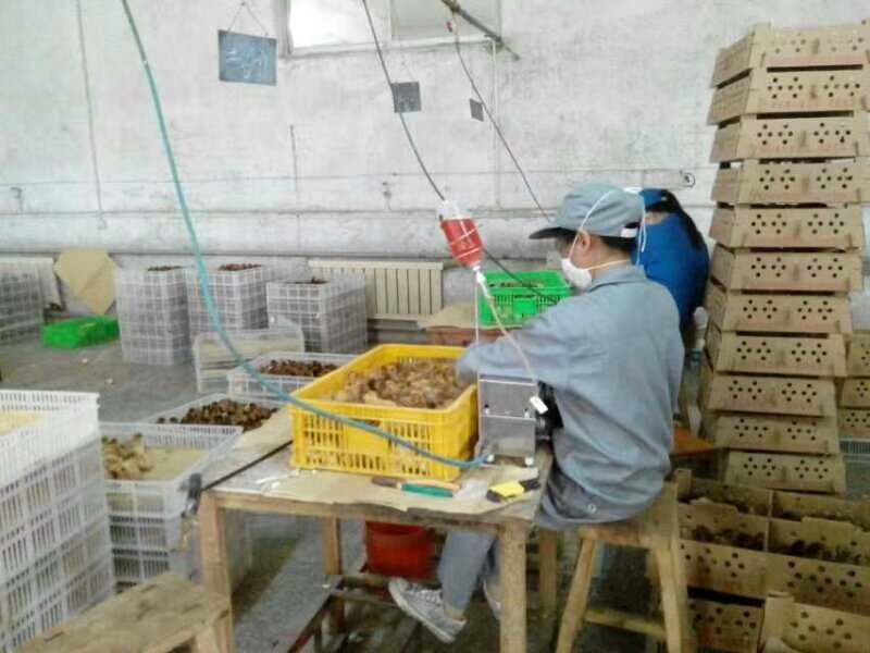 斗鸡苗，越南斗鸡苗出壳1日龄.诚信经营.承诺货真价实