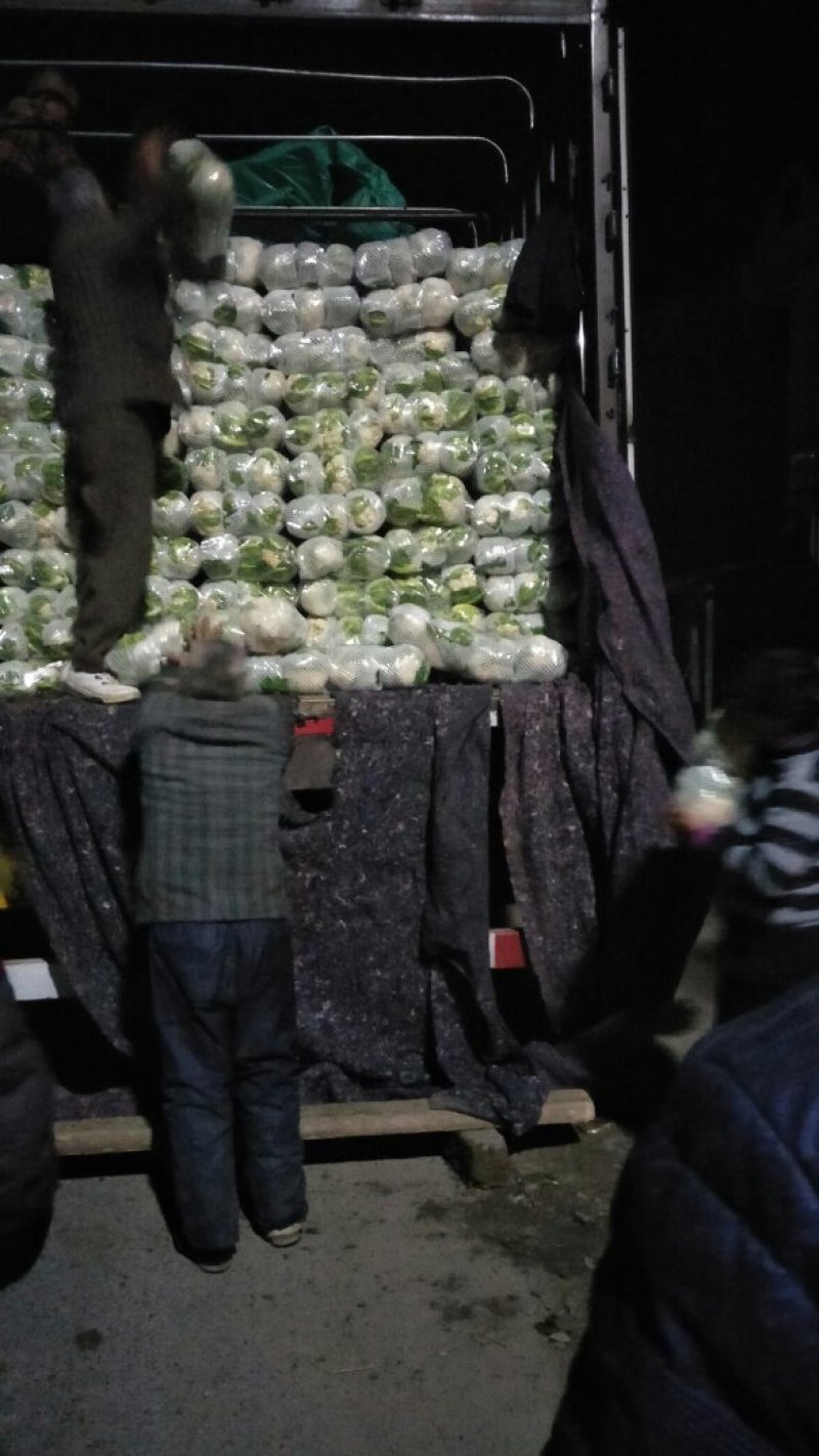 湖北菜花八万亩花椰菜，地头鲜，紧小白花诚信经营