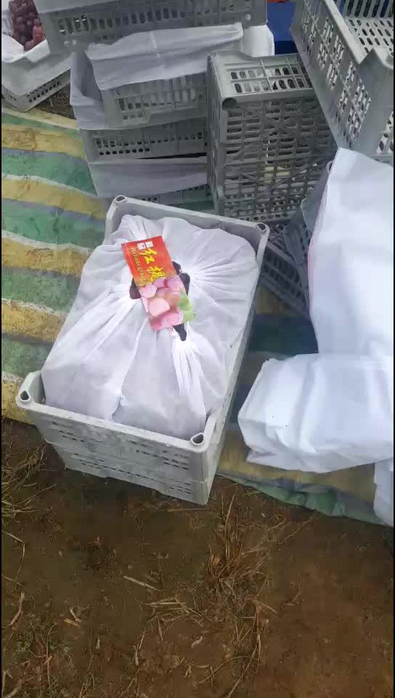 红提